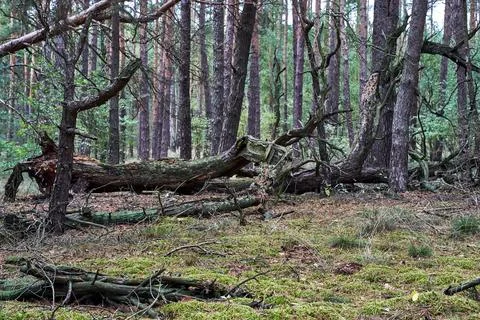 Fallen trees in dense pine forest during autumn Stock Photos