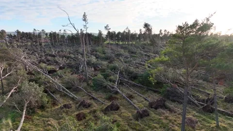 Fallen trees in destroyed forest Stock Footage 258681151