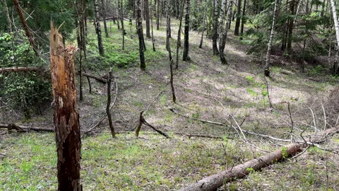 Fallen trees with dry branches in the forest. Forest inside. Stock Footage 275531425
