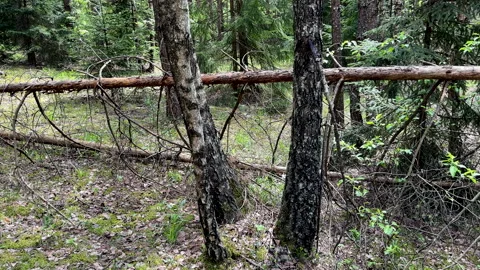 Fallen trees with dry branches in the forest. Forest inside. Stock Footage 275531499