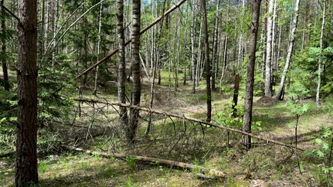 Fallen trees with dry branches in the forest. Forest inside. Stock Footage 275531675