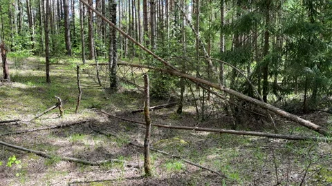 Fallen trees with dry branches in the forest. Forest inside. Stock Footage 275531859