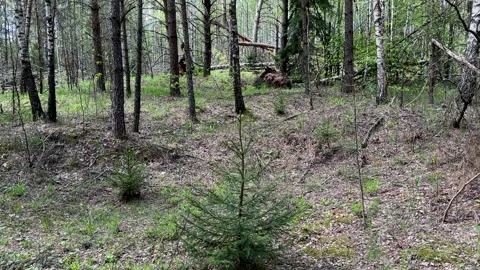 Fallen trees with dry branches in the forest. Forest inside. Stock Footage 275532104