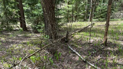 Fallen trees with dry branches in the forest. Forest inside. Stock Footage 275532130
