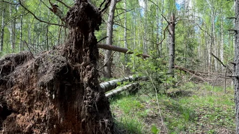 Fallen trees with dry branches in the forest. Forest inside. Stock Footage 275532133