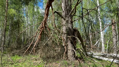Fallen trees with dry branches in the forest. Forest inside. Stock Footage 275532347