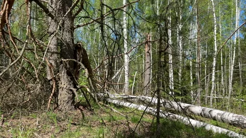 Fallen trees with dry branches in the forest. Forest inside. Stock Footage 275532392