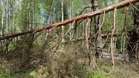 Fallen trees with dry branches in the forest. Forest inside. Stock Footage 275532606