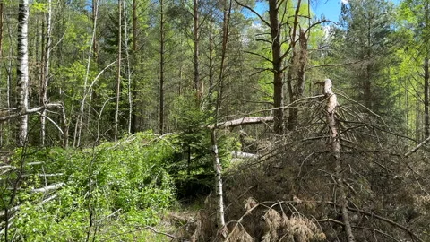 Fallen trees with dry branches in the forest. Forest inside. Stock Footage 275532955