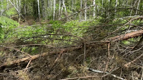 Fallen trees with dry branches in the forest. Forest inside. Stock Footage 275532963