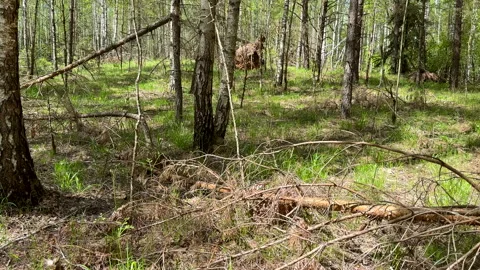 Fallen trees with dry branches in the forest. Forest inside. Stock Footage 275533117