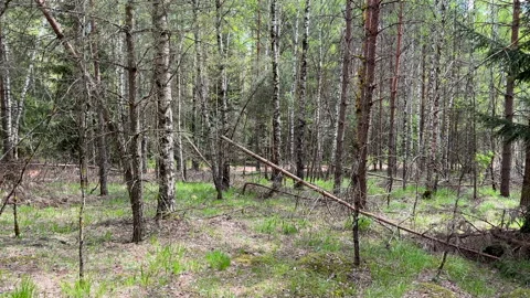 Fallen trees with dry branches in the forest. Forest inside. Stock Footage 275533331