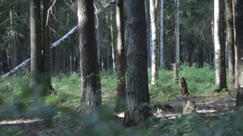 Fallen trees on the edge 動画素材 53230739