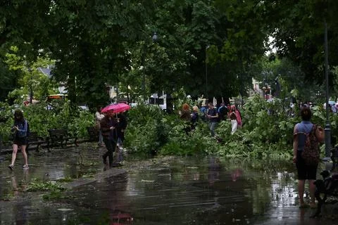 Fallen trees, element, after, disaster, aftermath, storm, natural, reportage Stock Photos