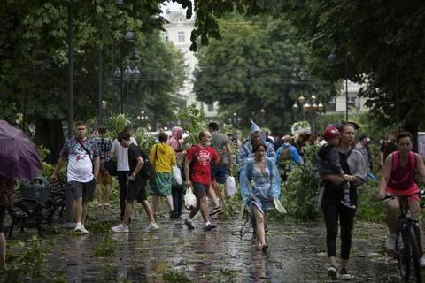 Fallen trees, element, after disaster, aftermath storm, natural reportage, crowd Stock Photos