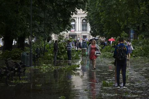 Fallen trees, element, after disaster, aftermath storm, natural reportage, crowd Stock Photos