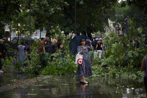 Fallen trees, element, after disaster, aftermath storm, natural reportage Stock Photos