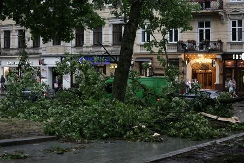 Fallen trees, element, after disaster, aftermath storm, natural reportage street Stock Photos