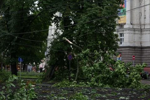 Fallen trees, element, after disaster, aftermath storm, reportage fallen wires Stock Photos
