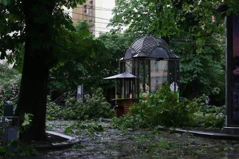 Fallen trees, element, after disaster, aftermath storm, nature reportage Stock Photos