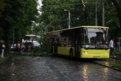 Fallen trees, element, after disaster, aftermath storm, nature reportage, bus Stock Photos