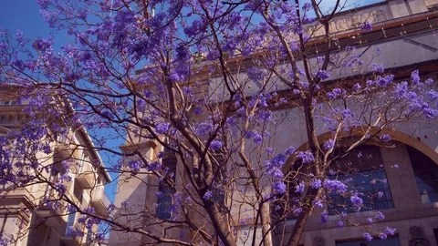 Fallen Trees Stock Footage 84036249