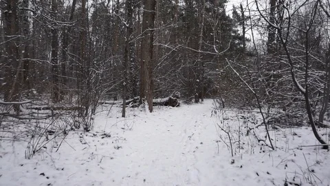 Fallen trees Stock Footage 100023543