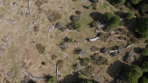 Fallen Trees Stock Footage 122766594