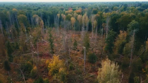 Fallen trees Stock Footage 260630257
