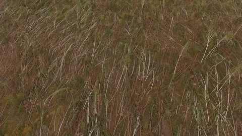 Fallen trees in a forest, aerial shot Stock Footage 84021158
