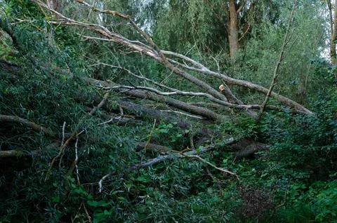 Fallen trees in a forest after hurricane winds, showing natures vulnerabili.. Fotos Stock