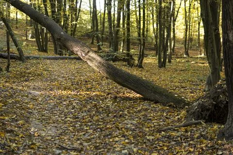 Fallen trees in a forest during sunny day in autumn season Stock Photos