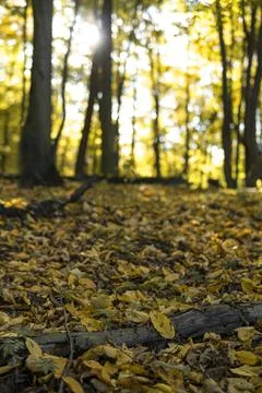 Fallen trees in a forest during sunny day in autumn season Foto stock