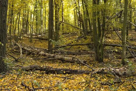 Fallen trees in a forest during sunny day in autumn season Stock Photos