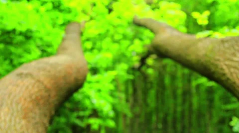 Fallen trees in the forest Stock Footage 38444042