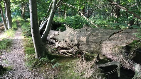 Fallen trees in the forest Stock Footage 111539521