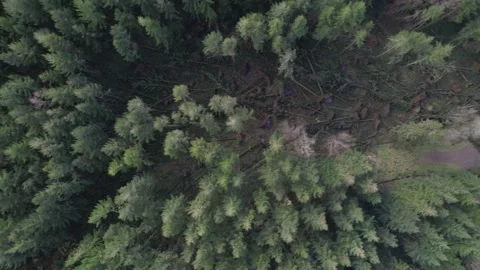 Fallen Trees in Forest Stock Footage 171868475