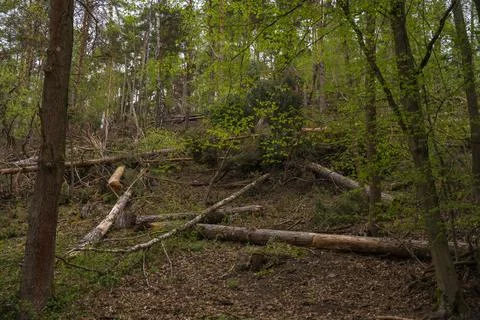 Fallen trees on forest hillside during early spring in Czech Republic woodland Stock Photos