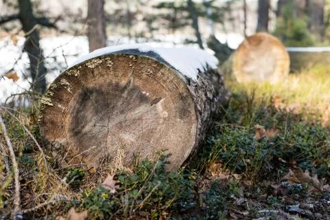 Fallen trees in the forest. Logs covered with snow lying in the forest. Stock Photos