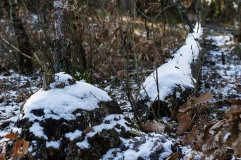 Fallen trees in the forest. Logs covered with snow lying in the forest. Stock Photos