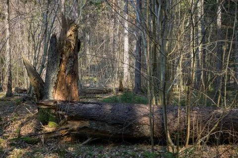 Fallen trees in the forest often, in early spring. Stock Photos
