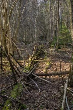 Fallen trees in the forest often, in early spring. 스톡 사진