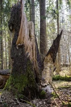 Fallen trees in the forest often, in early spring. 스톡 사진