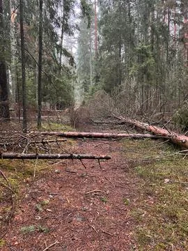 Fallen Trees on Forest Path Surrounded by Tall Coniferous Trees Stock Photos