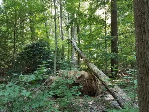 Fallen trees in the forest Stock Photos