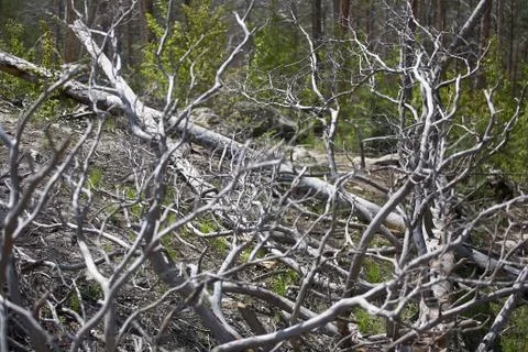 Fallen trees in the forest Stock Photos