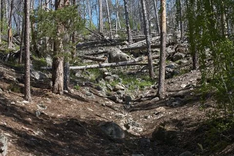 Fallen trees in the forest Stock Photos