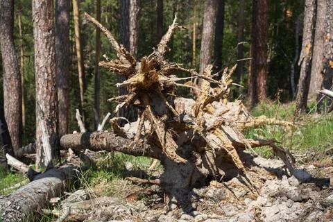 Fallen trees in the forest Stock Photos