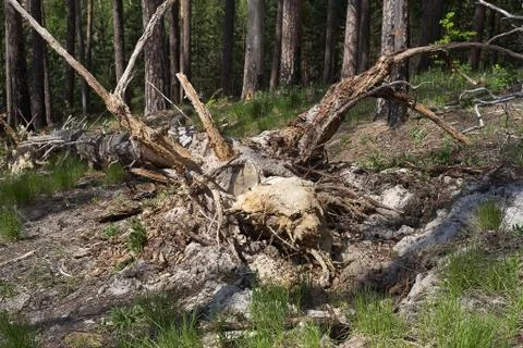 Fallen trees in the forest Stock Photos