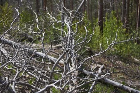 Fallen trees in the forest Stock Photos